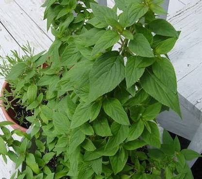 VibeX ® VMR-368 Pineapple Sage Seeds Seed