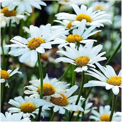 CYBEXIS XLR-74 - White Breeze Shasta Daisy - (60 Seeds) Seed