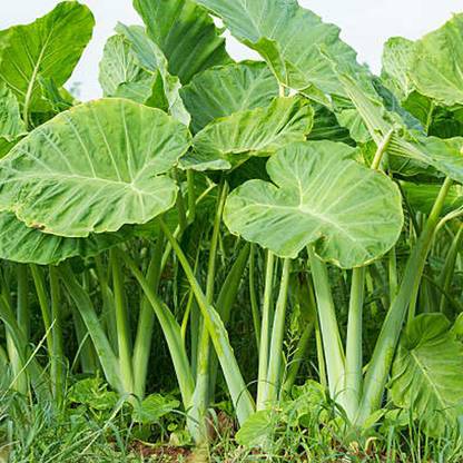 SREE Taro Root,Kachu Seed