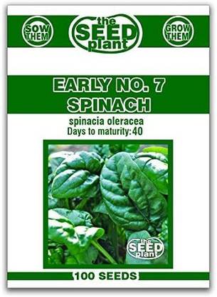 CYBEXIS HUA-65 - Early No.7 Spinach - (250 Seeds) Seed