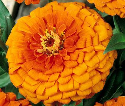 WILLVINE NDIR-2 Zinnia - Profusion Orange Seeds - High Germination Seed