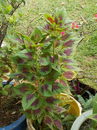 Quentova Amaranthus tricolor-SNIG Seed