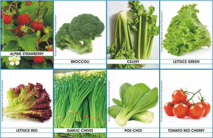 FOLLETO Exotic vegetables seeds Seed