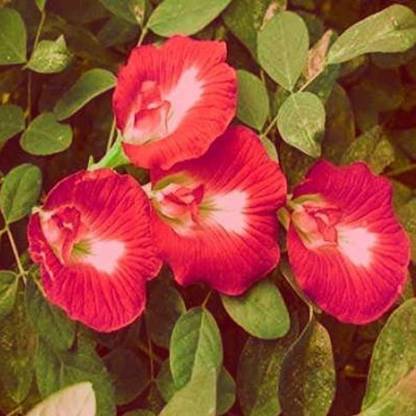 Seedsqlty Red butterfly pea flower seeds, high germination (22 seeds) Seed