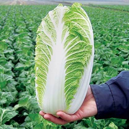 WILLVINE NKR -III Emiko Hybrid Chinese Cabbage Seeds [50g] Seed