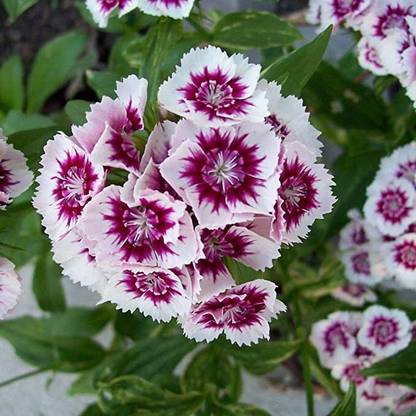 Aywal Dianthus Barbarini Red Flower Seed
