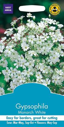 CYBEXIS Gypsophila Monarch White Seed