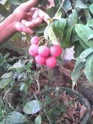 Chalisa Litchi, Lichi, Lychee Seed