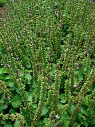 VibeX ® VMR-1 American Basil Seeds Seed