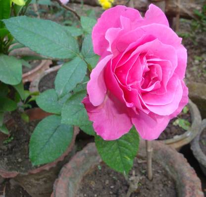 ASPEN Rare Panneer Rose | Paneer Rose Chedi Healthy Live Plant | Not a Seed