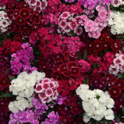hussn Dianthus mix flower Seed