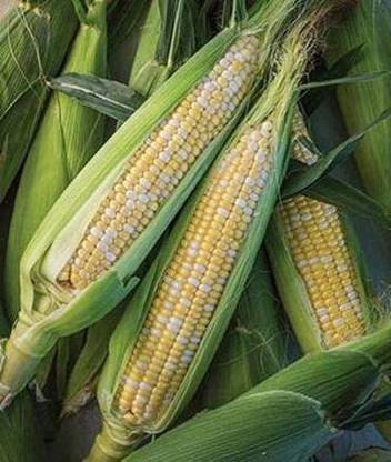 WILLVINE XL-72 "Nirvana Super-Sweet" Bi-Color Sweet Corn Seed