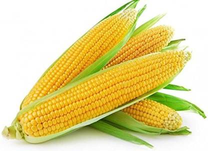 BDSresolve मक्का के बीज/Corn seed 77 Seed