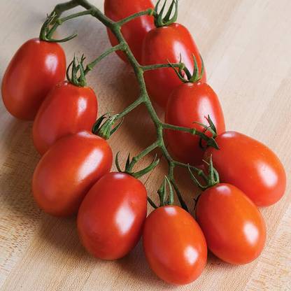DHENU PRASAD 2947 F1 Hybrid Oval Long Tomato Seed