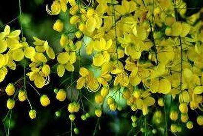 VENUS ONLINE Kanikkonna - Ornamental Flowering Tree (Golden Shower Tree) Seed