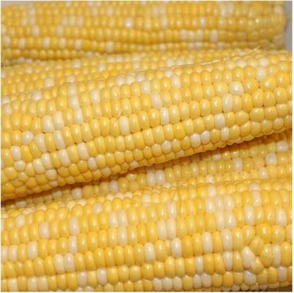 WILLVINE AGRI -XII Luscious Hybrid Sweet Corn Seeds-[1Kg] Seed