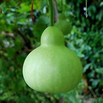 CYBEXIS GBPUT-10 - Mini Round Bottle Gourds - (100 Seeds) Seed