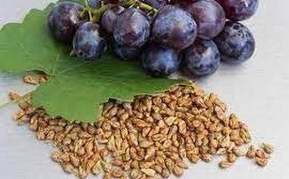 arasutraders BLACK GRAPE SEED,KARUPPU THIRATCHAI VIDHAI, Seed