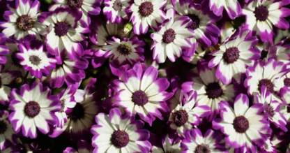 Mozette Exotic cineraria Seed