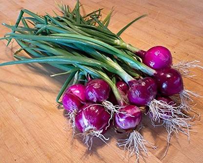 WILLVINE NKR -XI Small Onion/Sambar Onions/Button onions [2.5g] Seed