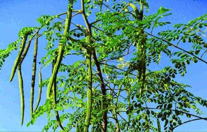 VibeX ATS-50 - Moringa Oleifera Drumstick Tree Horseradish - (150 Seeds) Seed