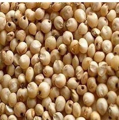 COW EATING GRASS SEEDS SUDAN GRASS SEEDS, HYBRID CHARI SEEDS, COW EATING GRASS Seed