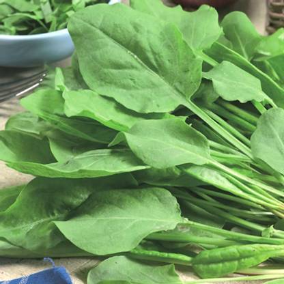 SREE palak seeds for home gardengreen spinach seeds for home garden/palak Seed