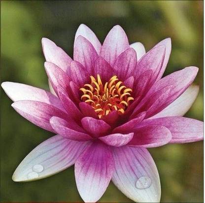 VibeX XLL-18 - Aquatic Hardy Water Lily Lotus - (270 Seeds) Seed