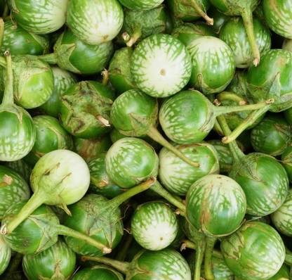 CEZIUS Easy Growing Green Small Round Thai Eggplant-a22G Seed