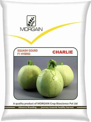 Morgain Summer Squash Gourd Hybrid Seeds, Charlie (50gm pkg) for Home Gardening Seed