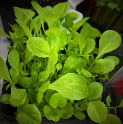 VibeX ® XLR-596 Giant Caesar Lettuce Seed Seed