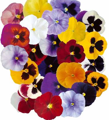 DIVINE DIOART®MK-Seeds Flower Seeds Pansy special mix Color 40+seeds-S285 Seed