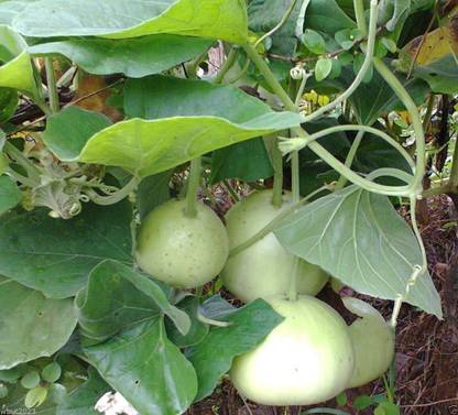 VibeX KGF -3 - Calabash Round" Edible bottle gourd - (100 Seeds) Seed
