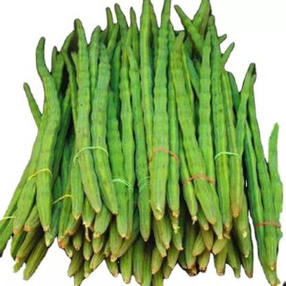 CEZIUS Nuggekai Murungaikkai Shevgyachya Mullakkada Drumstick/Moringa Oleifera Seed