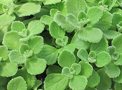 KNESSiN Green Cuban Oregano Seeds-100 x Seeds Seed