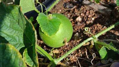 WILLVINE NBIR-451 Vine Peach Yellow Musk Melon Seeds Seed