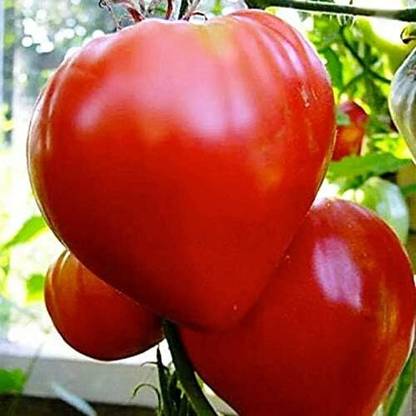 Qualtivate XXX-6A Tomato Bulls Oxheart Red Large Seed