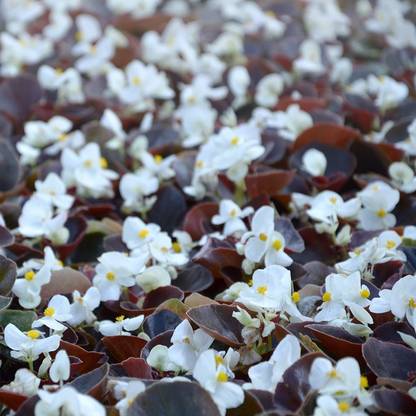 CYBEXIS Wax Begonia Semperflorens White Plant Seeds Seed