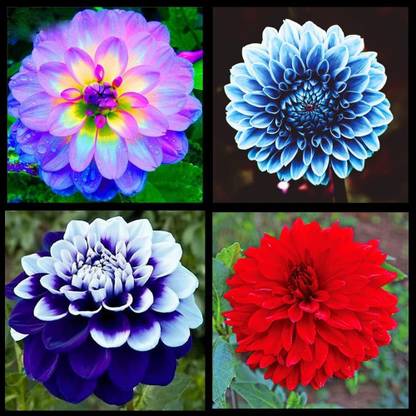 VibeX TLX-41 - Dinner Plate Dahlia Decoration - (540 Seeds) Seed