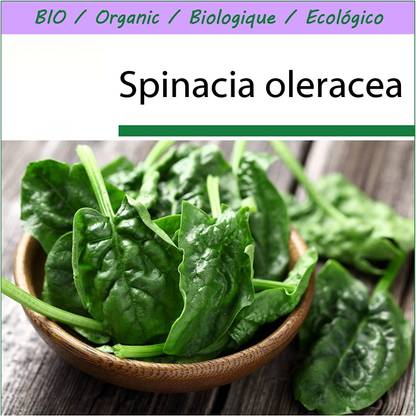 KNESSiN Spinach - Matador - Seeds - Spinacia oleracea Seed