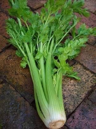 VibeX ® XLR-243 Chinese Celery Seeds Seed