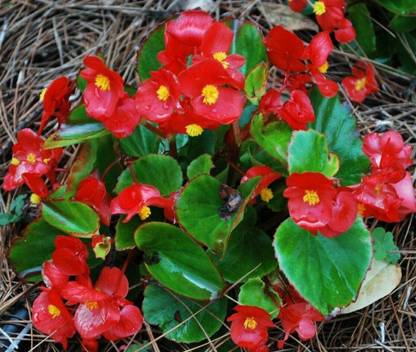 CYBEXIS VVI-38 - Begonia Wax Red - (90 Seeds) Seed