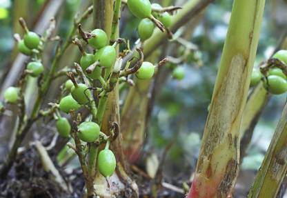 CYBEXIS XLL-1 - Cardamom Chhoti Elachi Illaichi - (60 Seeds) Seed