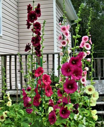 Mozette Exotic holly hock Seed