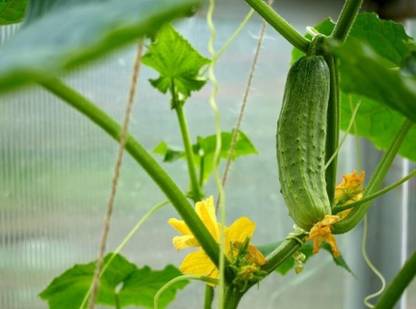 ibains Rainy season cucumber seed Seed