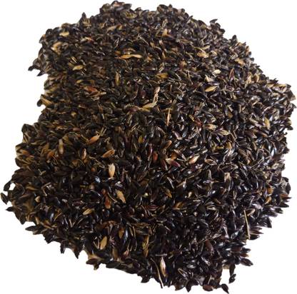 Numinous CoFs-31, Sorghum, Jowar, Multi-cut Perennial, Fodder Grass Seed