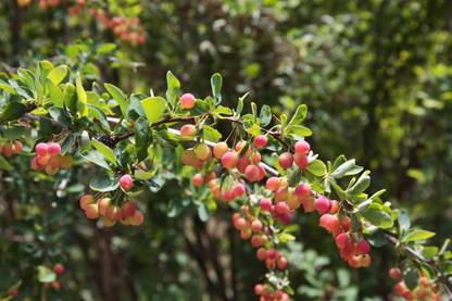 MAA LITCHI,LICHEE,LYCHEE Seed