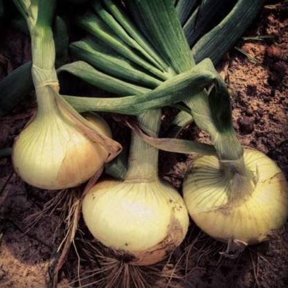VibeX VXI-53 - Vidalia Sweet Onion - (1500 Seeds) Seed