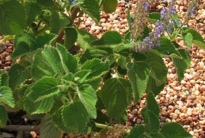 VibeX ® LXI-5 Bush Basil Seeds Seed