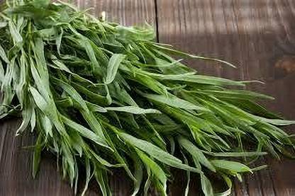 Mozette Organic terragon herb Seed